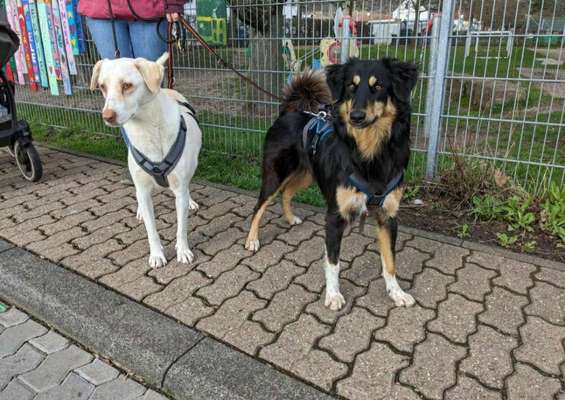Tierschutzhunde suchen ein Zuhause-Beitrag-Bild