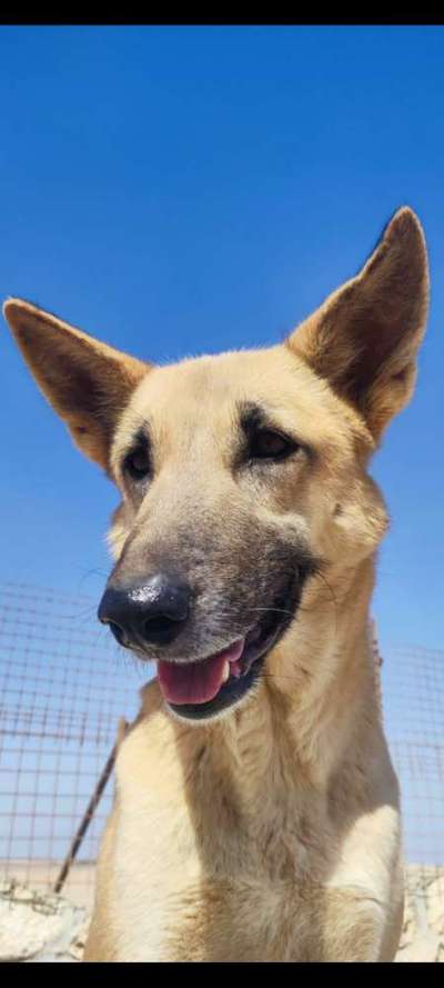 Tierschutzhunde suchen ein Zuhause-Beitrag-Bild