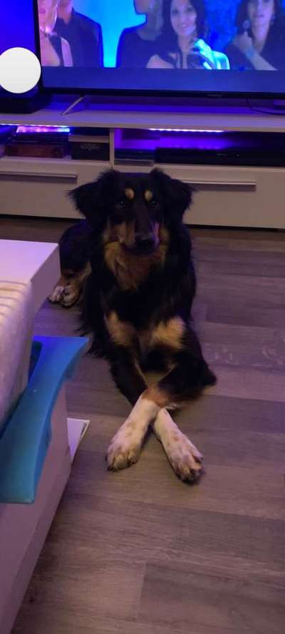 Tierschutzhunde suchen ein Zuhause-Beitrag-Bild