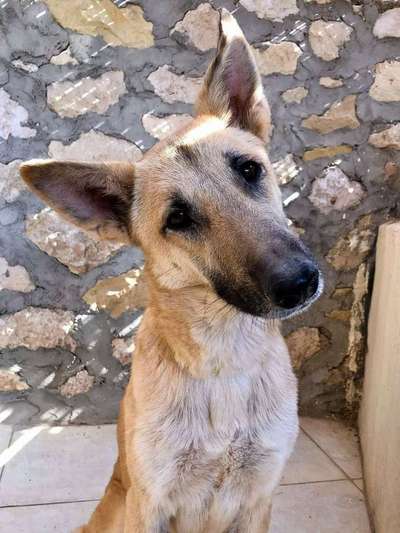 Tierschutzhunde suchen ein Zuhause-Beitrag-Bild