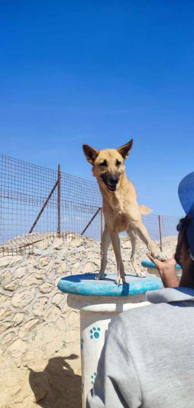 Tierschutzhunde suchen ein Zuhause-Beitrag-Bild