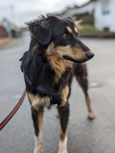 Tierschutzhunde suchen ein Zuhause-Beitrag-Bild
