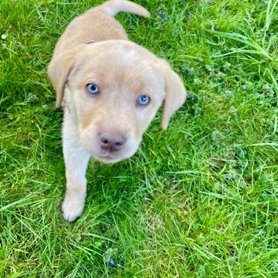 Hundetreffen-Welpentreffen in Bonn Beuel-Bild