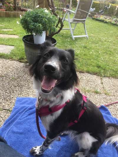 Kleiner Münsterländer!-Beitrag-Bild