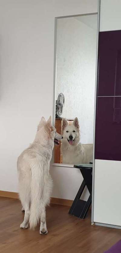 Postet das beste Foto von euren 4 beinern-Beitrag-Bild