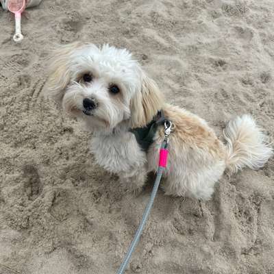 Hundetreffen-Zusammen Gassi gehen-Bild