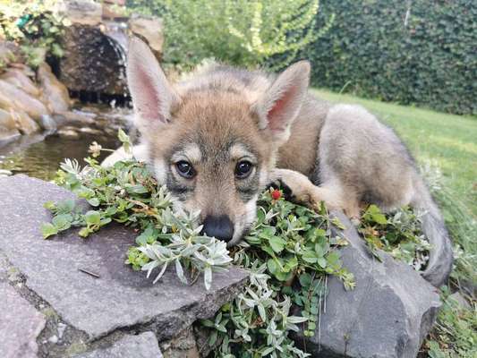 Welpen Bilder !-Beitrag-Bild