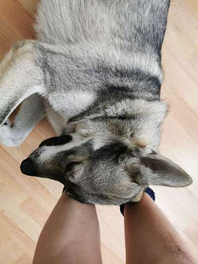 Wolfhunde Besitzer TWH oder SWH hier?-Beitrag-Bild