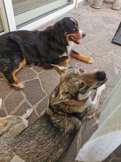 Wolfhunde Besitzer TWH oder SWH hier?-Beitrag-Bild