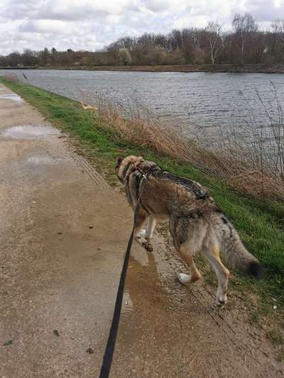 Dogorama Photo Challenge - an der Leine-Beitrag-Bild