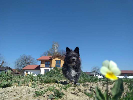 Mischlingshunde Foto Aufruf-Beitrag-Bild