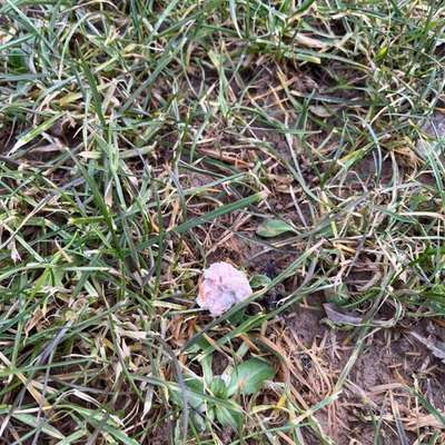 Giftköder-Vielleicht Giftköder-Bild