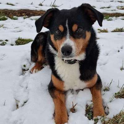 Hundetreffen-Gemeinsame Spaziergänge oder Wanderungen-Bild