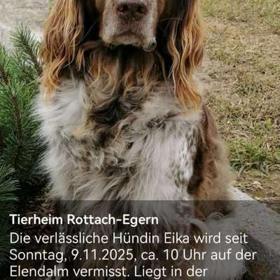 Entlaufene, Gefundene und Vermisste Hunde-Beitrag-Bild