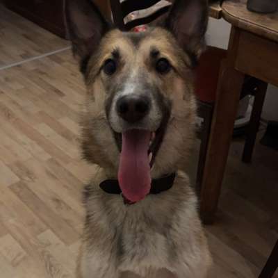 Hundetreffen-Charlie sucht mehr Fellfreunde-Bild