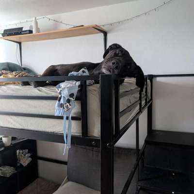 Hund will nicht aufstehen, geschweige den Laufen gehen-Beitrag-Bild