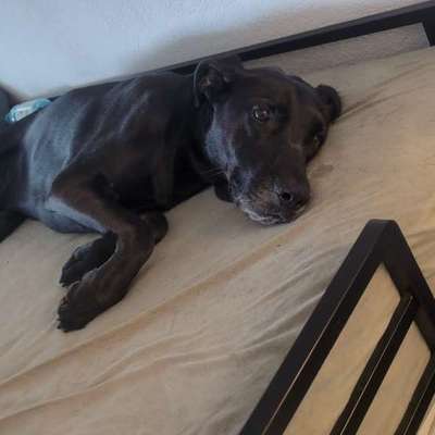Hund will nicht aufstehen, geschweige den Laufen gehen-Beitrag-Bild