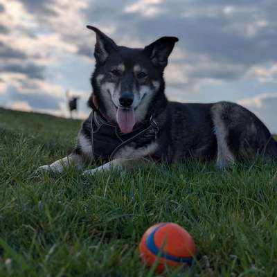 Ältere Hundedame sollte abnehmen tut es aber nicht-Beitrag-Bild