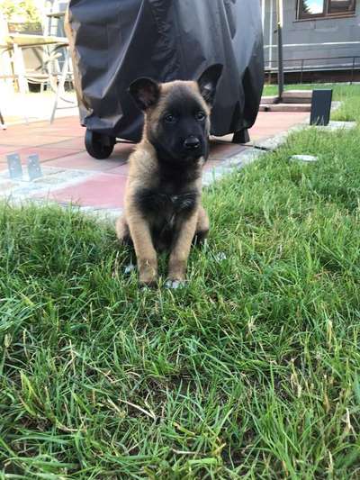 Welpen Bilder !-Beitrag-Bild