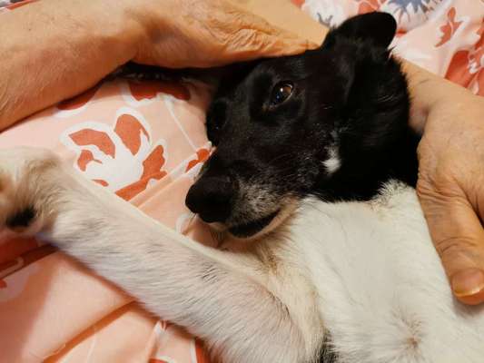 Mischlingshunde Foto Aufruf-Beitrag-Bild