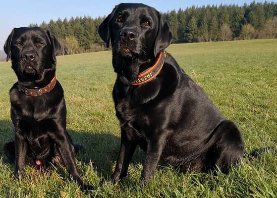 Labradorfans-Beitrag-Bild