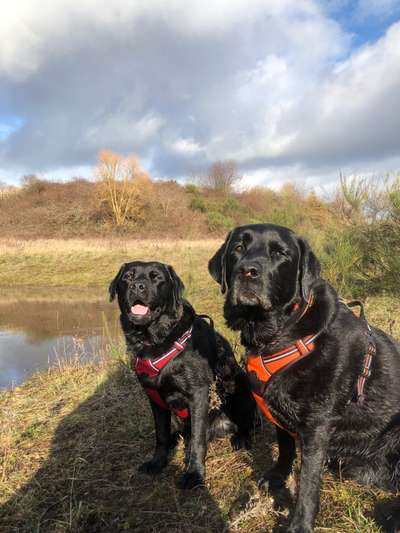 Labradorfans-Beitrag-Bild