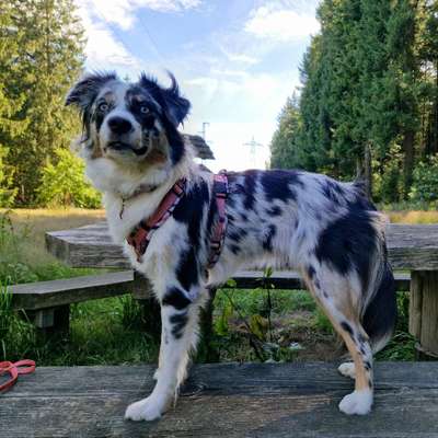 Hundetreffen-Gassi/Social Walk-Bild