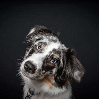 Hundetreffen-Gassi/Sozialkontakte-Profilbild