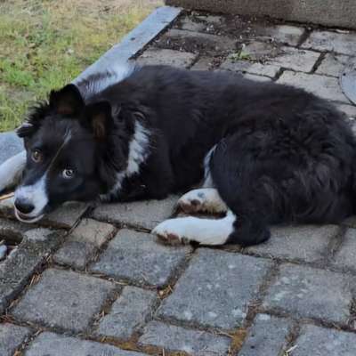 Hundetreffen-Lissy sucht Spielkameraden-Bild