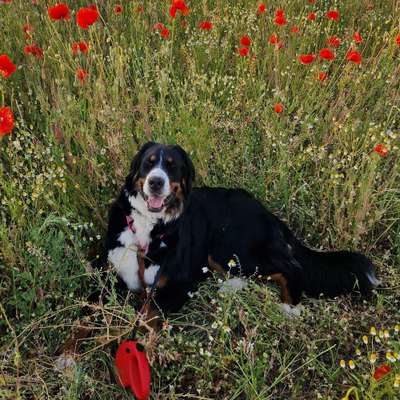 Hundetreffen-Spielkameraden, Gassi- oder Trainingspartner gesucht-Profilbild