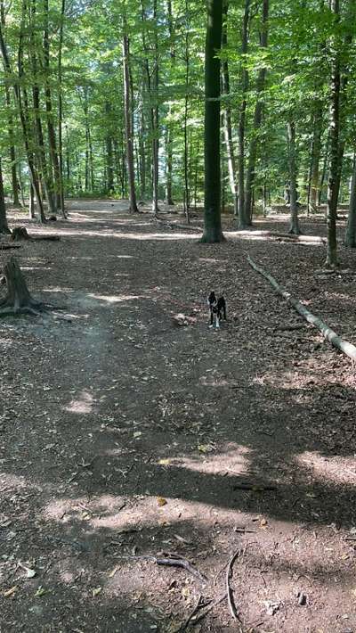 Junghund bleibt im Wald einfach stehen-Beitrag-Bild