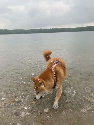 Dogorama-Monats-Challenge-Mai "Wasser"-Beitrag-Bild