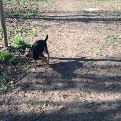 Hundetreffen-Spieltreff Hundewiese-Bild