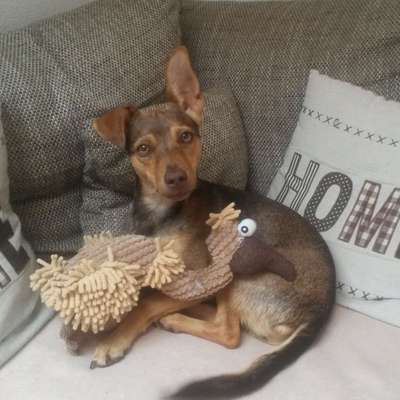 Hundetreffen-Gassi in Treuchtlingen oder Weißenburg