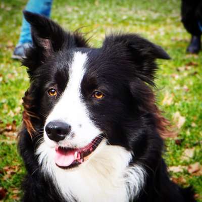 Hundetreffen-Spaziergang und Spiel-Profilbild