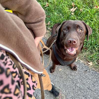 Hundetreffen-Spaziergang, Spielen, Üben-Bild