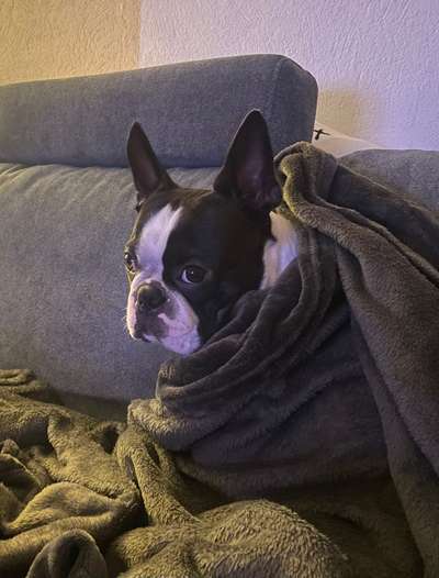 Boston Terrier Liebhaber❤️-Beitrag-Bild