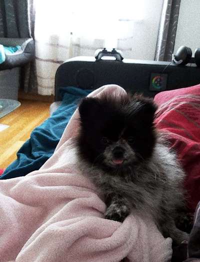 Als Welpen sind sie alle noch süßer-Beitrag-Bild