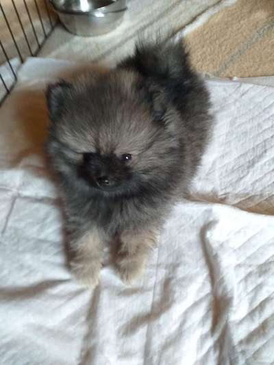 Welpen Bilder !-Beitrag-Bild