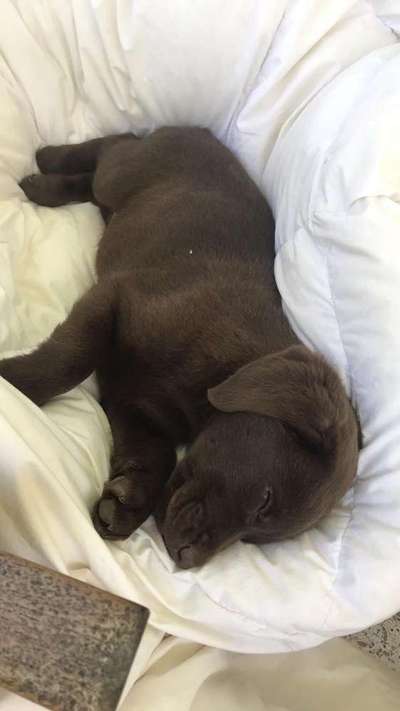 Das erste Bild eures Hundes-Beitrag-Bild