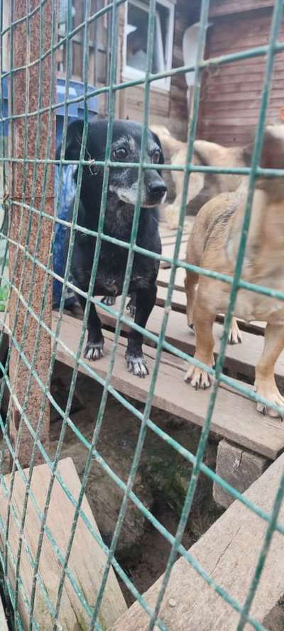 Ab wann ist man zu alt für einen Hund?-Beitrag-Bild