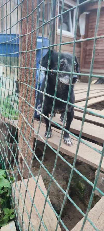 Ab wann ist man zu alt für einen Hund?-Beitrag-Bild