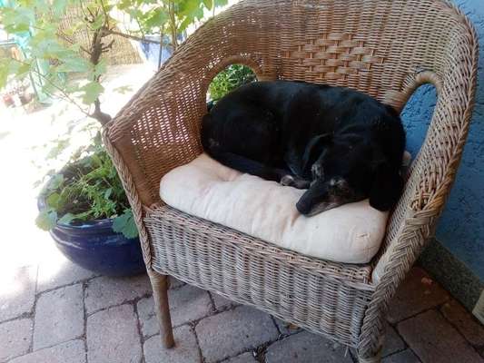 TierschutzhundeStammtisch🐕-Beitrag-Bild