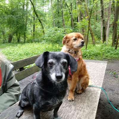 Cornelia's Profilbild