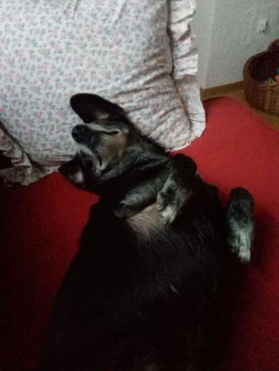 Hunde aus dem Auslandstierschutz - brauche Eure Unterstützung!!!-Beitrag-Bild