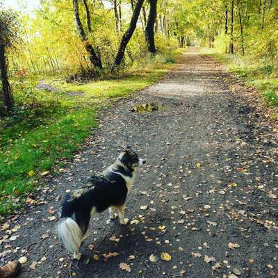 Hundeauslaufgebiet-Jeebel Wald-Bild