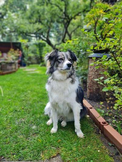 Gibt's hier noch mehr Border Collies???-Beitrag-Bild