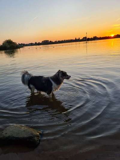 Hundeauslaufgebiet-Hemelinger Strand-Bild