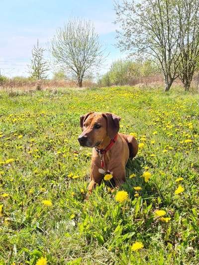 Die Dogorama Monats Challenge "Es grünt und blüht"-Beitrag-Bild