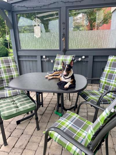 Miniatur Bull Terrier-Beitrag-Bild
